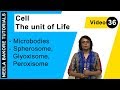 Cell - The Unit of Life - Microbodies - Spherosome, Glyoxisome, Peroxisome