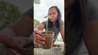 Transferring my seedlings to a biodegradable pots , #gardening