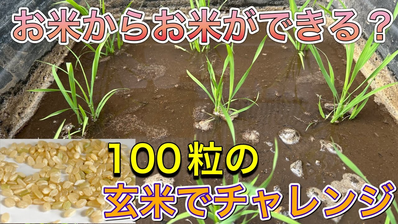 【再生栽培】お米が高いから玄米を発芽させて大きな水槽に植えて、米栽培をしてみた前半戦🌾How to grow rice in the water tank
