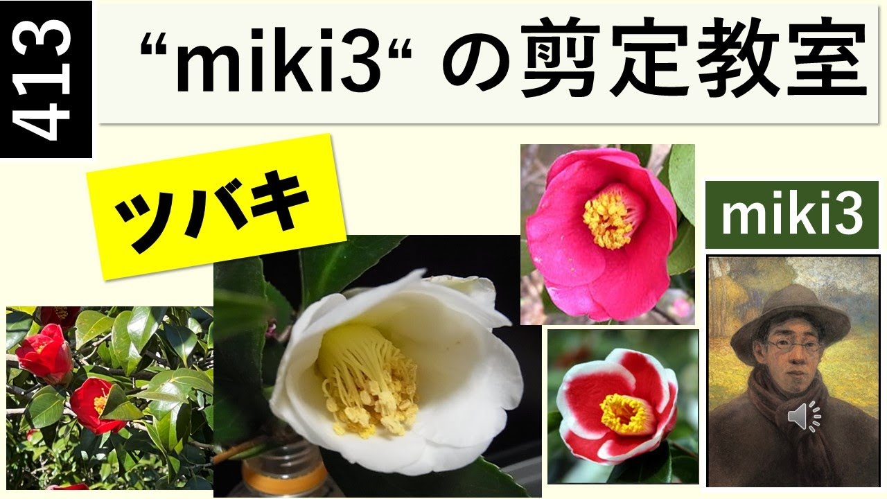 413 ツバキ椿の剪定 miki3