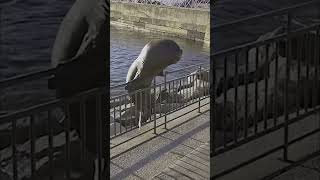 Hilarious Animal Antics Caught on Camera #shorts
