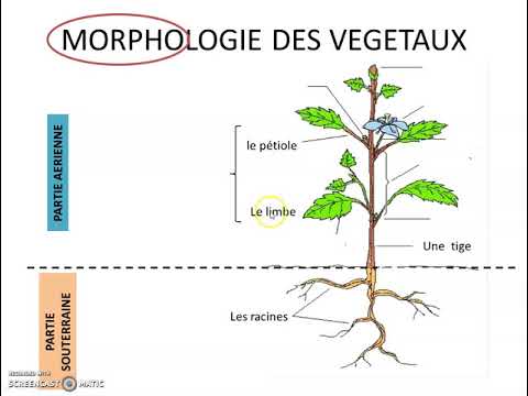 Vidéo: Le végétal est-il pluriel ?