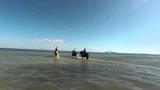 Cponies.com riding the sandbar