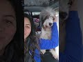 #carcamping #aussie #aussiedoodle #tesla