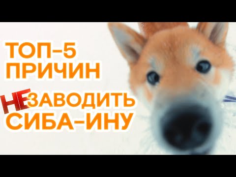 ✔ Сиба-ину: ПОЧЕМУ НЕ СТОИТ ЗАВОДИТЬ? Разоблачение