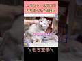 子猫をだしにして母猫と戯れたら... #shorts #ラグドール #子猫 【もちまる子猫日記】