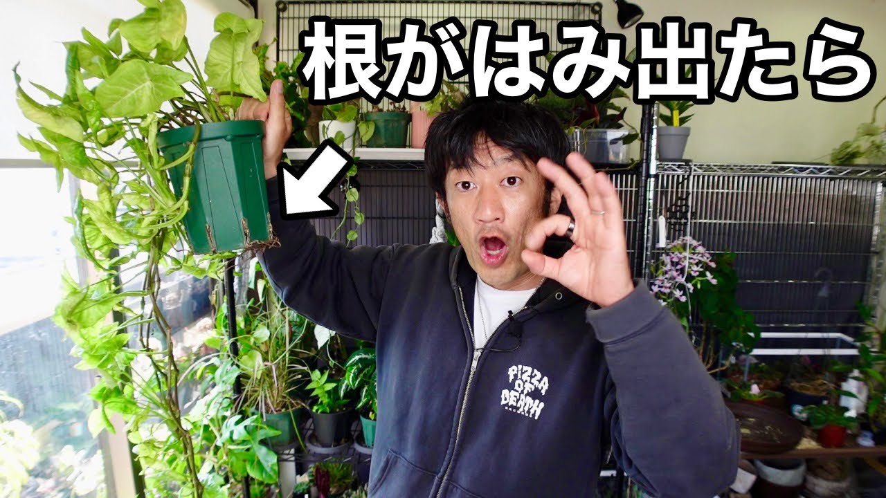 【完全アウト！】観葉植物の植え替えのコツ教えます　【園芸超人カーメン君】