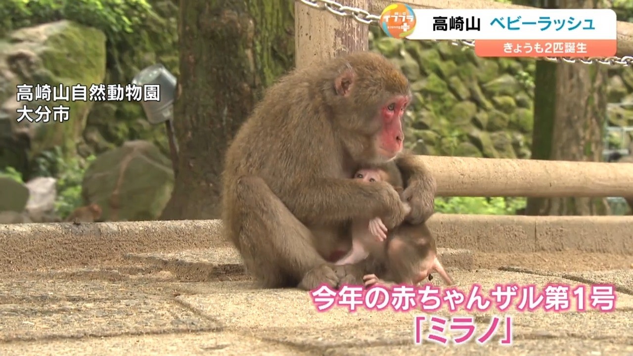 Baby Monkey Boom at Takasakiyama: 100 Births Expected Thanks to