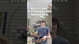 REVIVING A MONSTERA #plants #houseplants #monstera #rescue