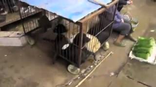 Глухой Путешественник Рассказывает Про Китайцевубивающих Собак И Продающих На Рынке