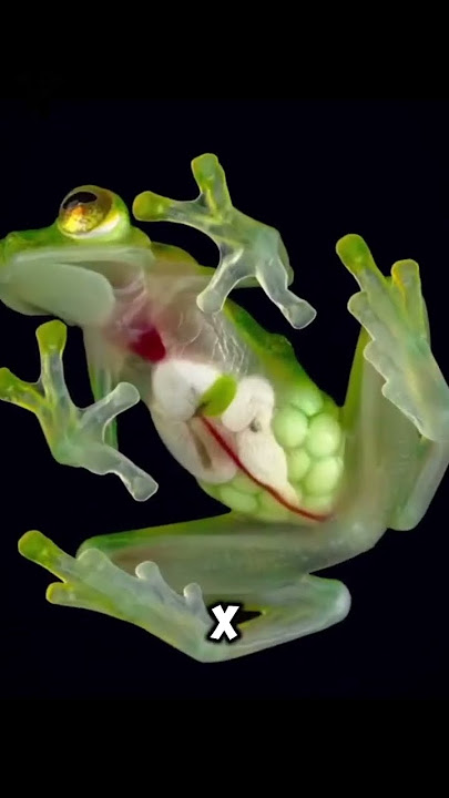 🌿 Glass Frog – The See-Through Wonder of the Jungle! 🐸✨#GlassFrog #InvisibleWonder #Zooglyph