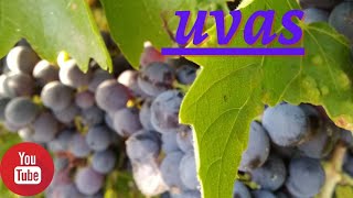 OLHA QUANTOS CACHOS DE UVA TEM ESSA PARREIRA / MORAR EM PORTUGAL