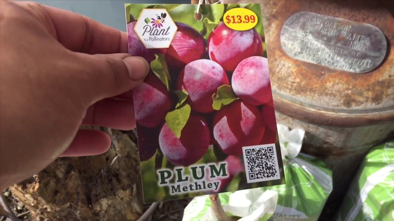 Urban Homestead Cold Hardy Fruit Trees Roses And Day Lilies Zone 5