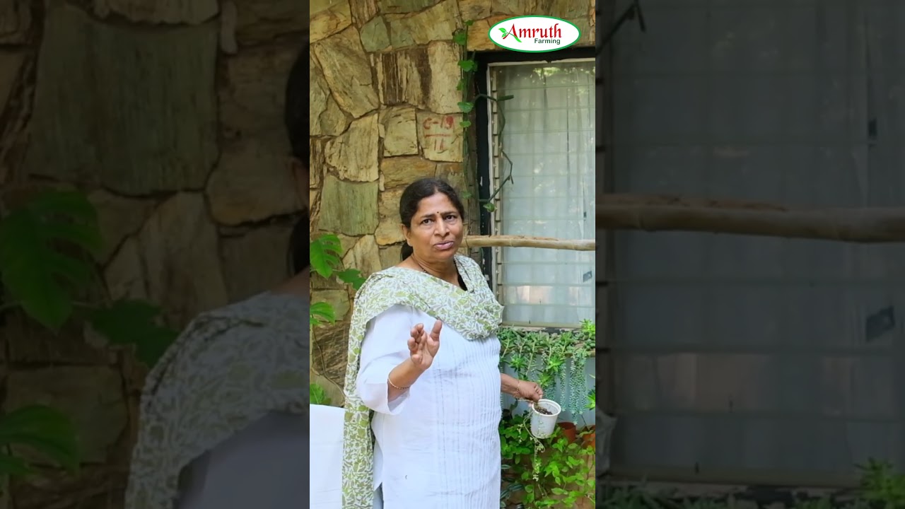 Disadvantage of over-watering | Avoid making mistakes in your garden | Beginner's guide | Kannada