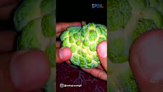 Review Buah Srikaya Matang #shorts #buahsrikaya