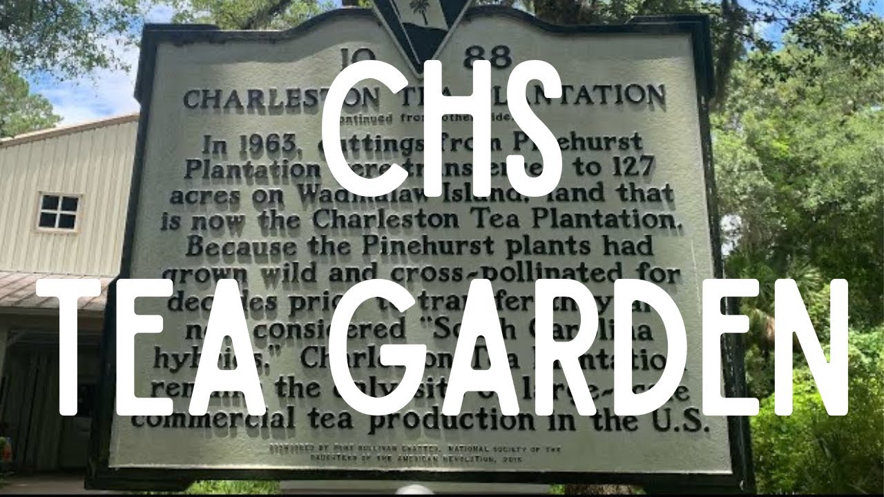 The Charleston Tea Garden, Wadmalaw Island South Carolina