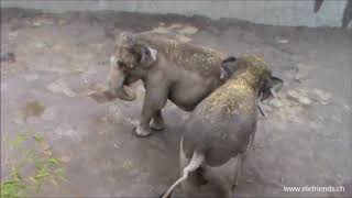 Elefriends in Action, Himmapan Elephant Park