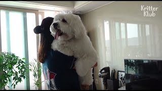 Will This Giant, 14kg Maltese Dog Be Bullied When He Goes To A Maltese Meetup? | Kritter Klub