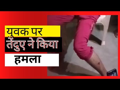 तेंदुए ने किया बाइक सवार युवक पर हमला