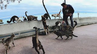 People look at me like I'm crazy while I feed stray cats. Yes, I am cat crazy.