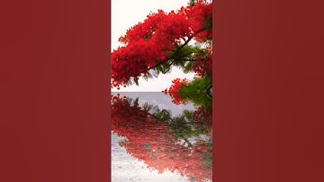 سوره الزمر القارئ شريف مصطفى