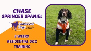 Chase the Springer Spaniel  3 Weeks Residential Dog Training