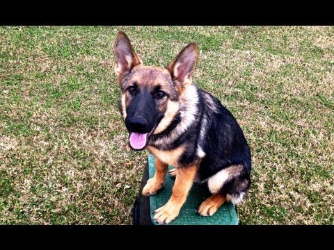 Mary Jane German Shepherd Puppy Training Tulsa Youtube