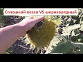 Подсолнечник No-Till в засуху: сплошной посев VS широкорядный