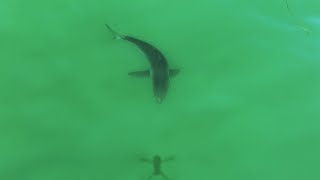 Large Great White Shark Chases Drone Shadow Like a Laser Pointer