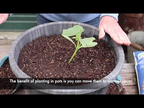 Container Growing Vegetables - Springvale Garden Centre