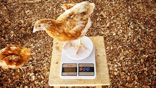 Is it Necessary to Weigh your Chickens? | Monitoring Chicken Growth