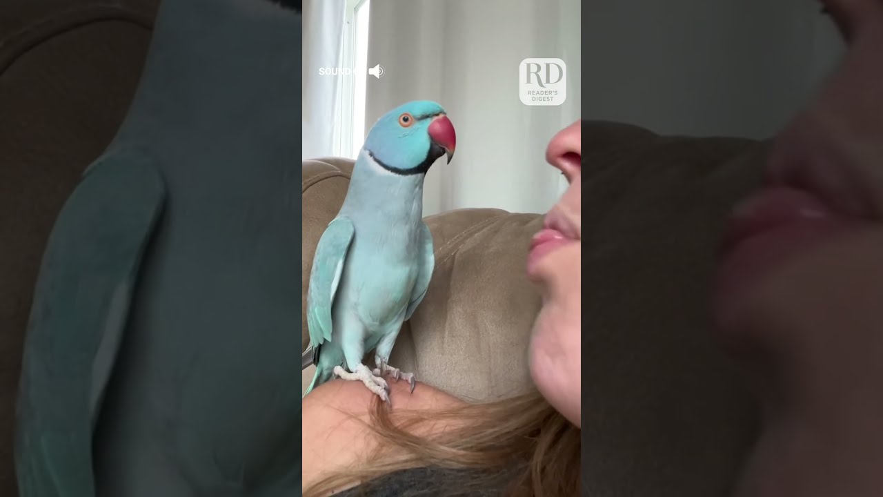 This Parrot And Her Owner Had Quite The Conversation Parrots