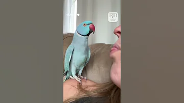 This Parrot And Her Owner Had Quite The Conversation Parrots 