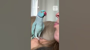 This parrot and her owner had quite the conversation! #parrots