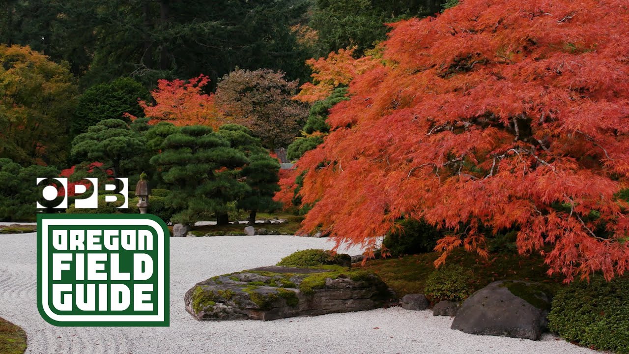 portland-japanese-garden-photo-essay-oregon-public-broadcasting-youtube
