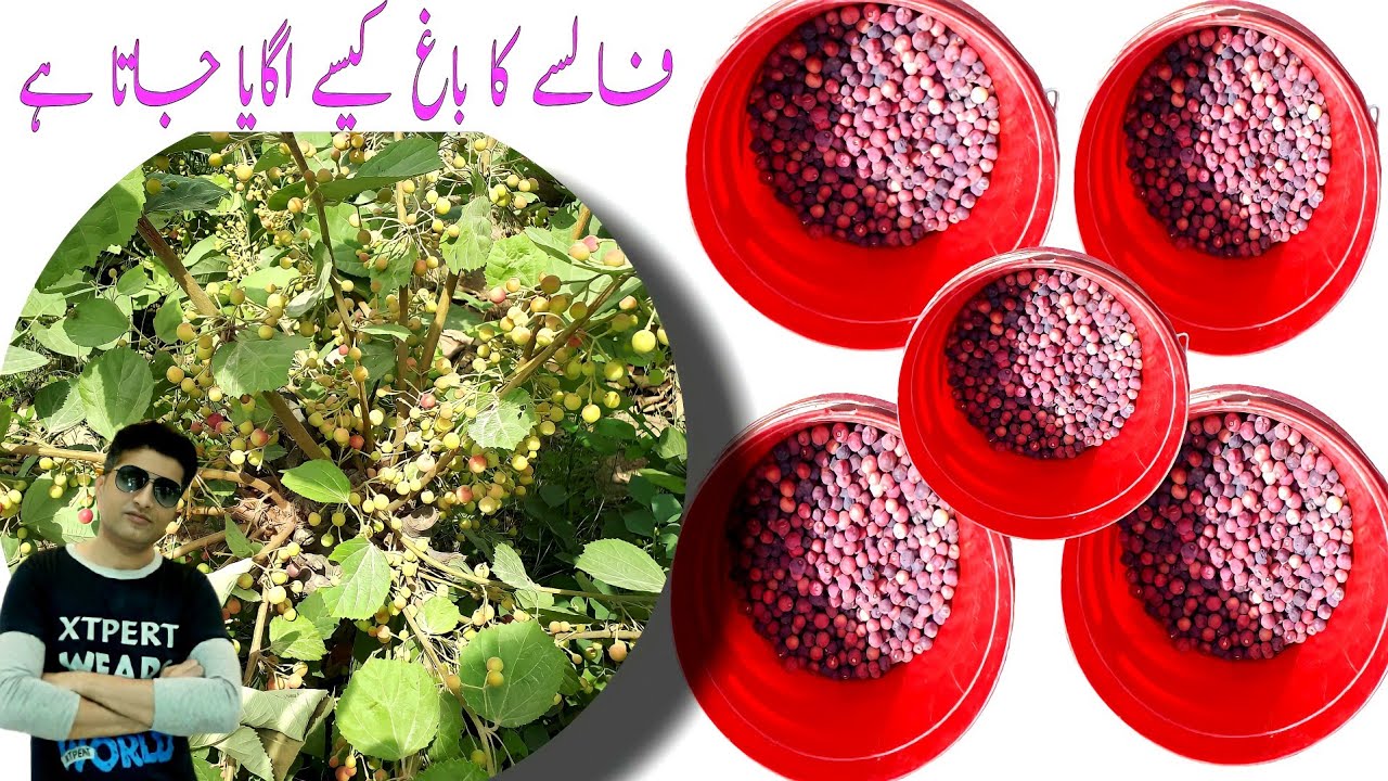 how to grow falsa at home|falsa ke kheti |falsay ka bagh kese ugaya jata hy| pind diyan gallan vlogs