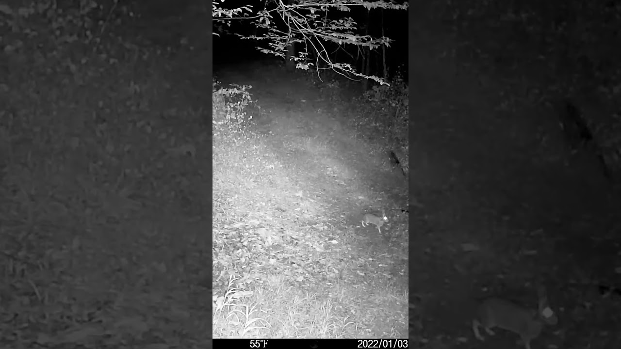 Watch Bunny cross road before Coyote come by later.