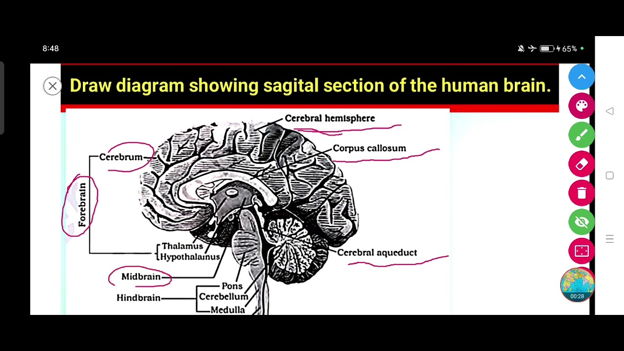 Draw diagram showing sagittal section of the human brain.