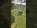 Otter mayhem 🦦