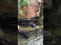 Otter mayhem 🦦
