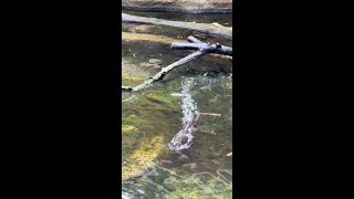 Otter mayhem 🦦