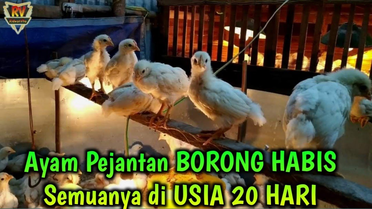 Kegiatan Ternak Ayam Pejantan BORONG HABIS Semuanya di USIA 20 HARI