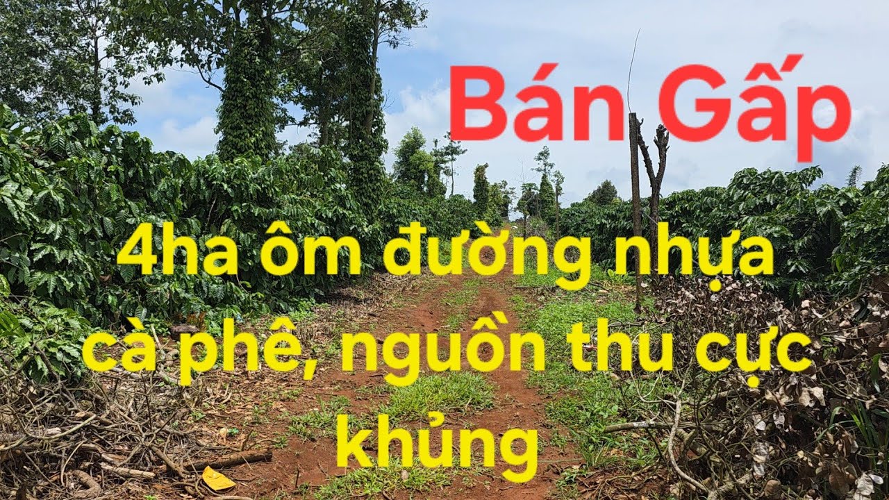 4ha cà phê nguồn thu mạnh, ôm đường nhựa ở khu dân cư, ace quan tâm lh 08 22 72 76 79.