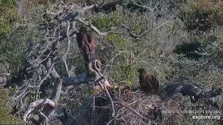 Fraser Point Bald Eagle~Eaglet's fall out of the nest and the return~05202019