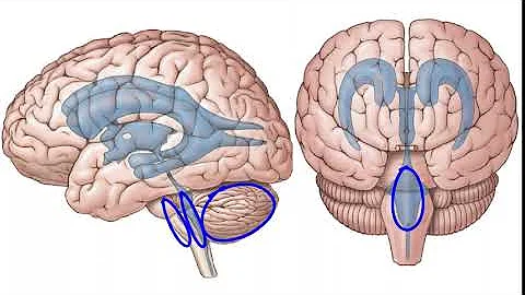 Formation and Circulation of Circulation of Cerebrospinal Fluid