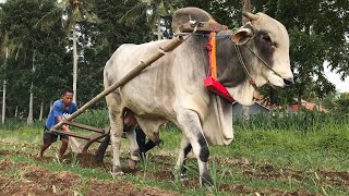 BAJAK SAWAH BARENG SAPI JUMBO ‼️ KLIWON GAK MAU KALAH