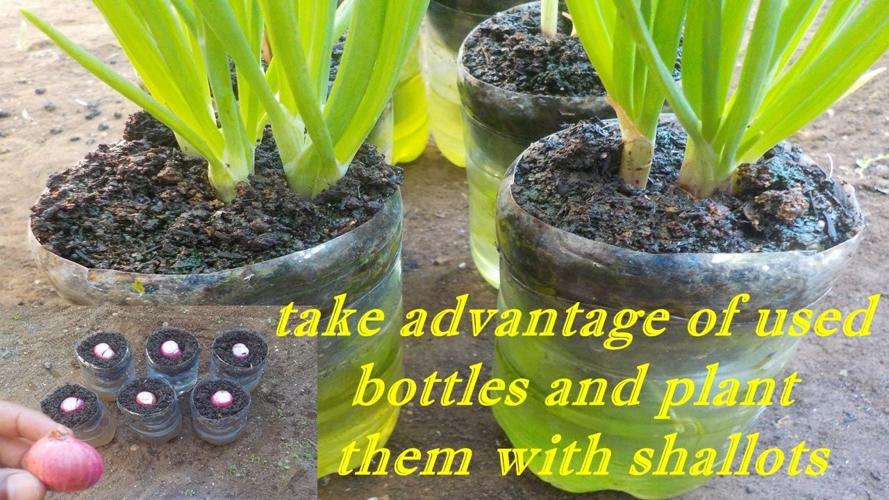 planting red onions in used bottles 