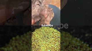 Found #facts #youtubeshorts #watch #learnsomethingnew #malayalamknowledge #watchnow #gold #malayalam