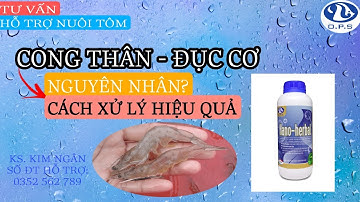 Nguyên nhân và cách xử lý bệnh cong thân - đục cơ hiệu quả trên tôm | Ngan Nguyen Official