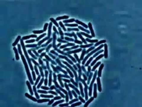 Видео: Бактерија у облику штапа - Бациллус је бактерија у облику штапа